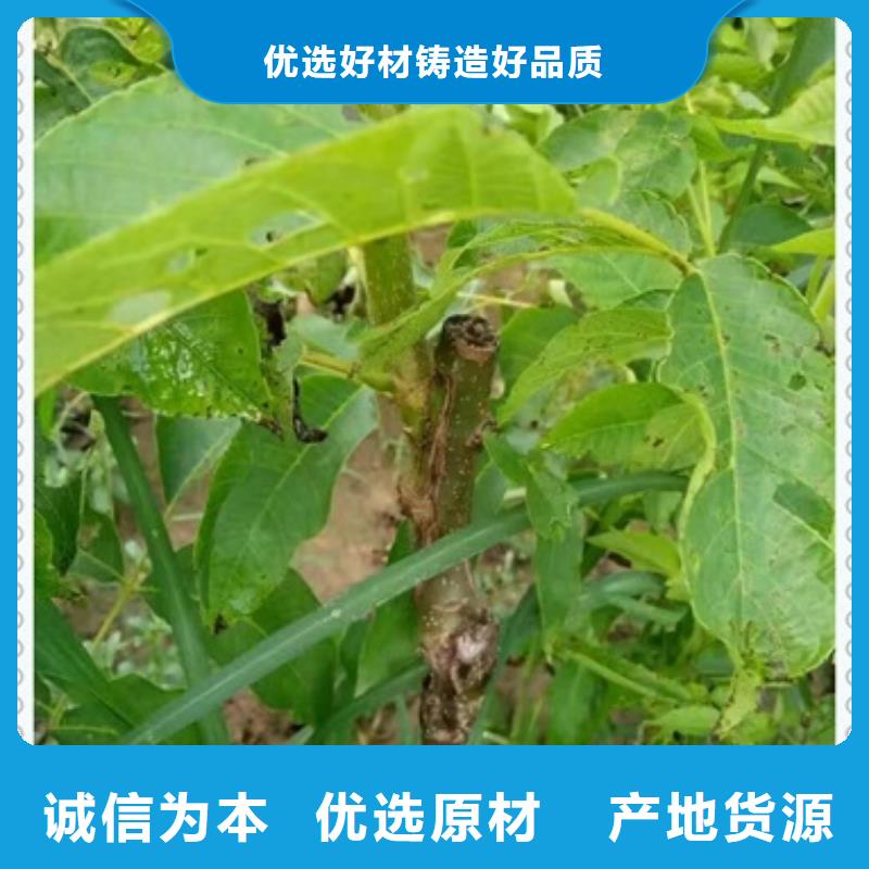 核桃苗蓝莓苗订制批发