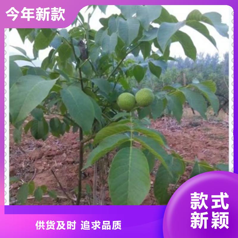 核桃苗桃树苗精心打造