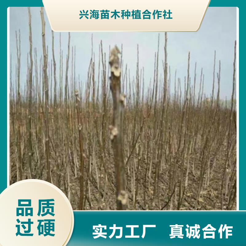 核桃苗李子苗实体诚信厂家
