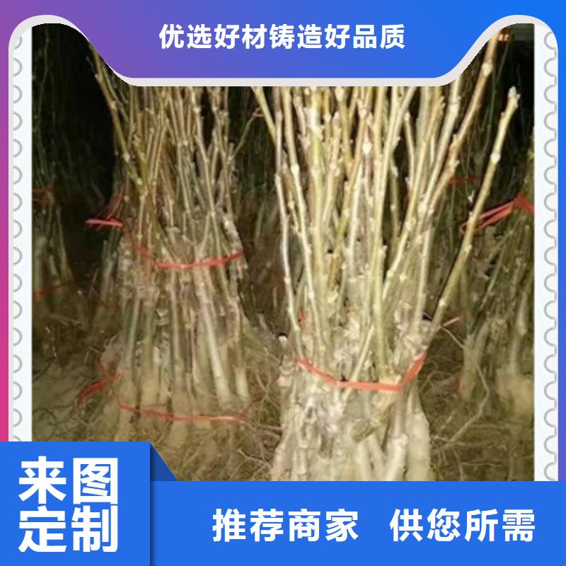 核桃苗,桃树苗源头采购