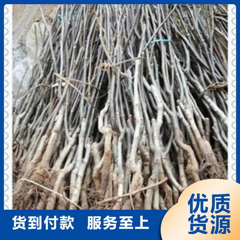 核桃苗,桃树苗源头采购