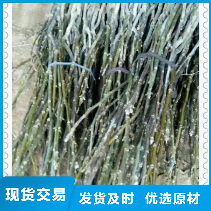 核桃苗价格合理