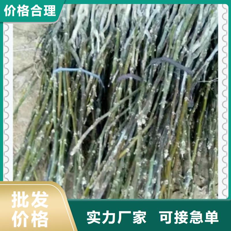 核桃苗梨树苗本地厂家值得信赖