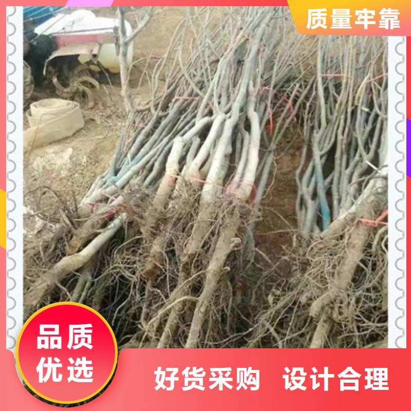 核桃苗李子苗实体诚信厂家