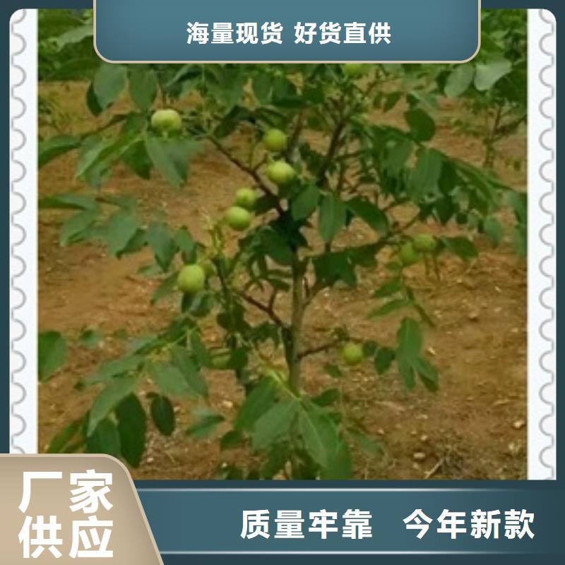 核桃苗-板栗苗诚信经营