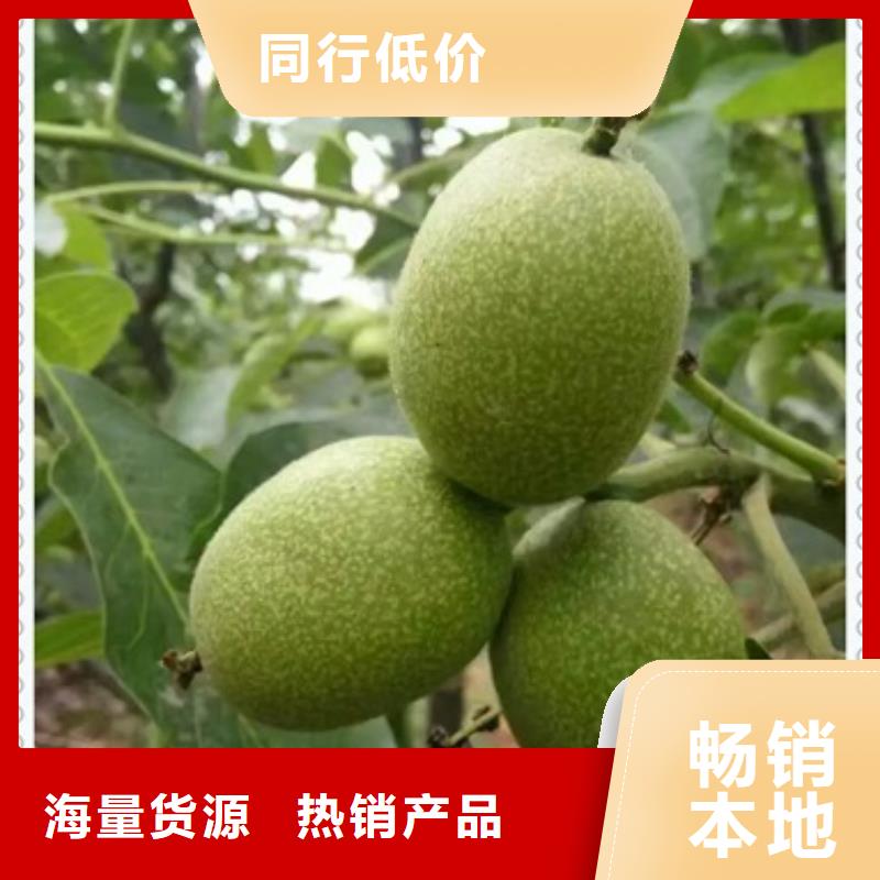 核桃苗价格合理