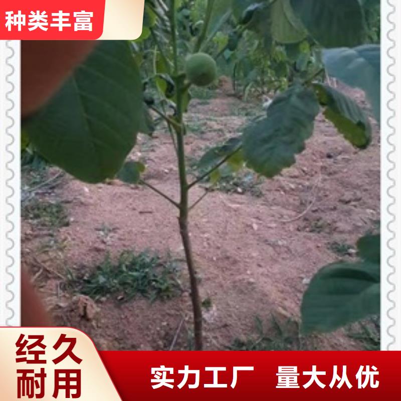 核桃苗花椒苗好货采购