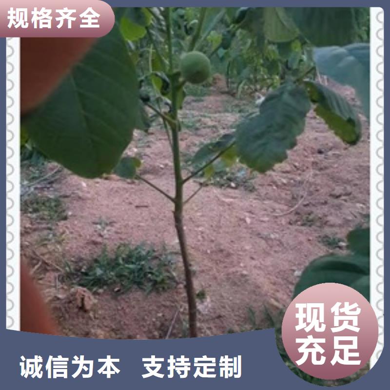 核桃苗-板栗苗诚信经营