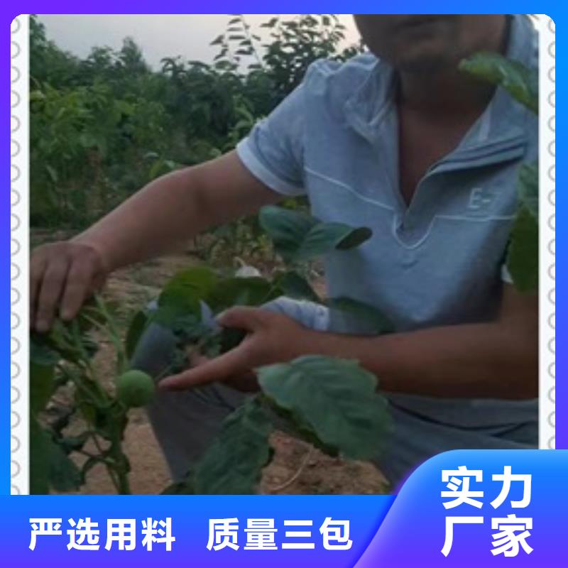核桃苗桃树苗精心打造