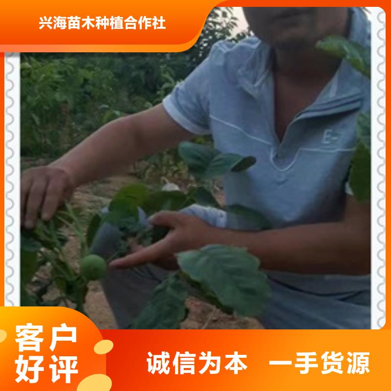 核桃苗梨树苗本地厂家值得信赖