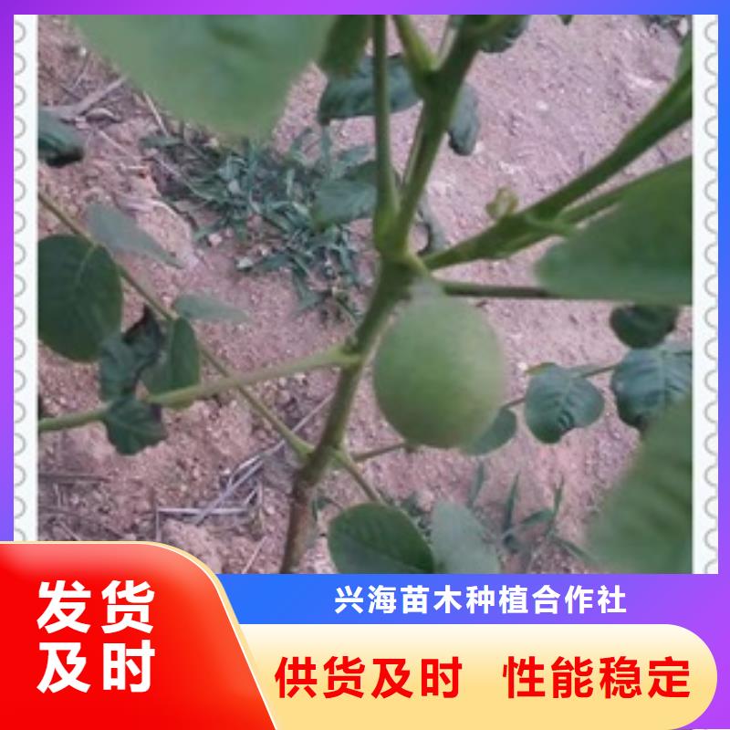 核桃苗蓝莓苗订制批发