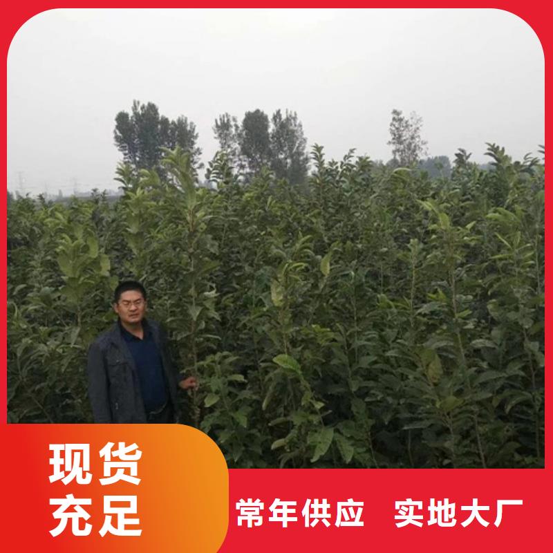 【板栗苗梨树苗厂家现货批发】