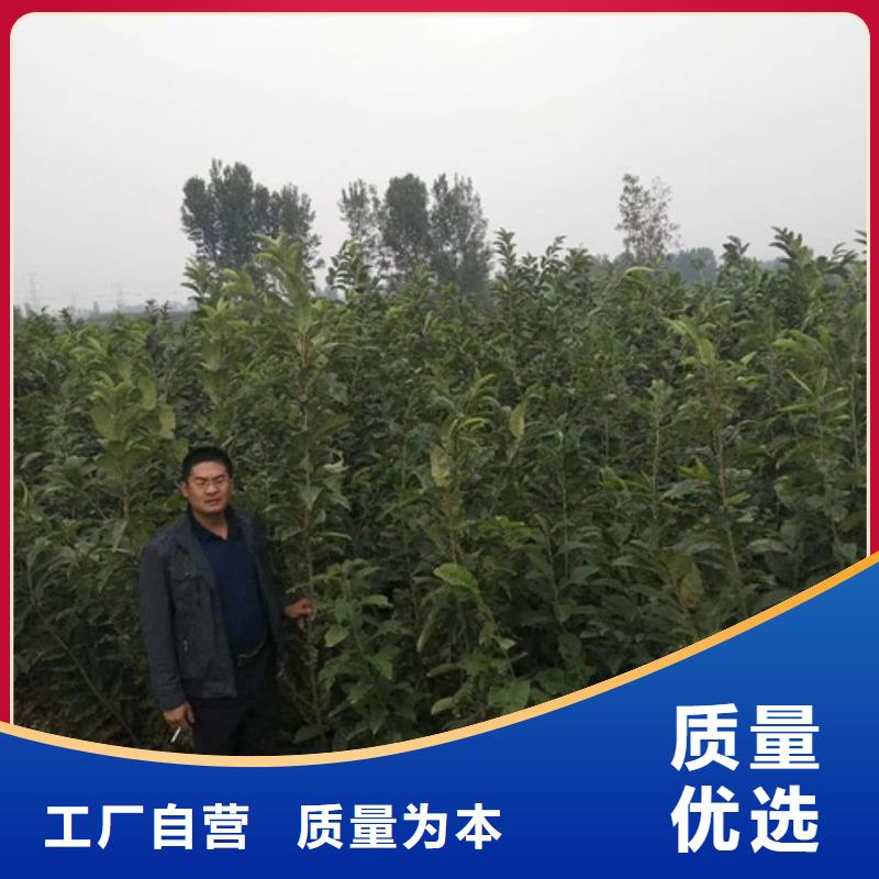 板栗苗梨树苗质量安心