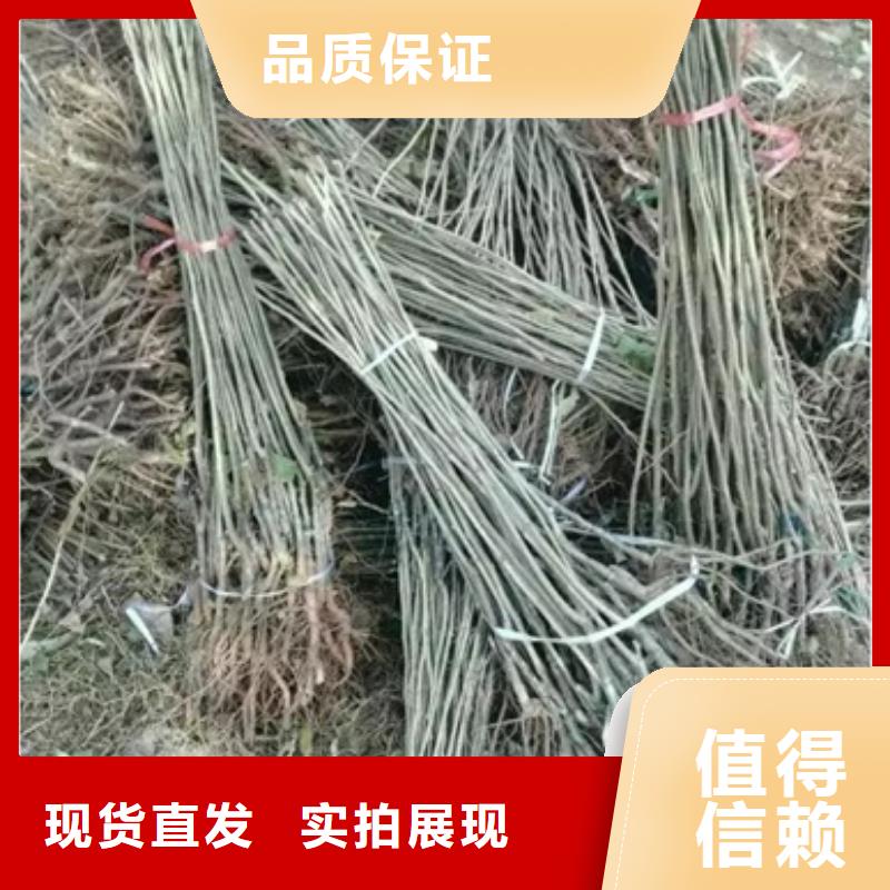 板栗苗优选厂商
