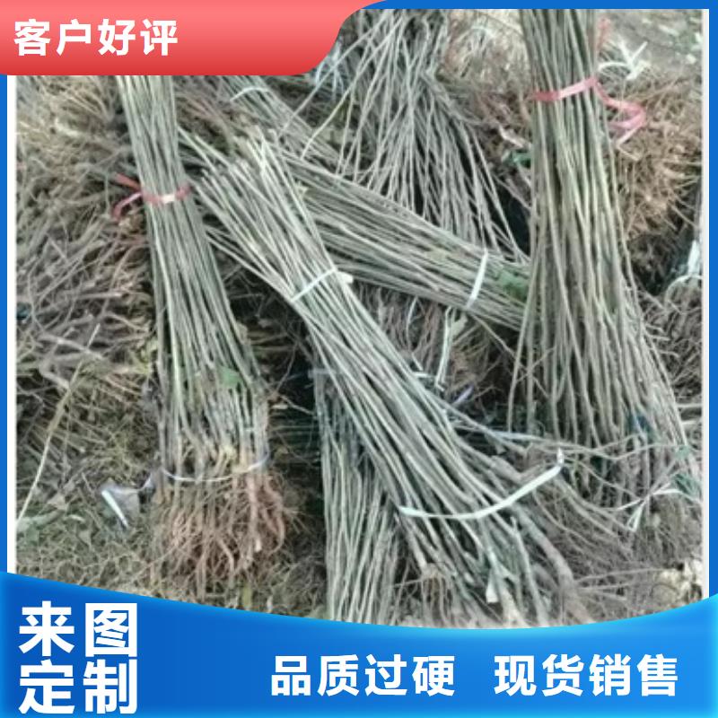 板栗苗李子苗自主研发