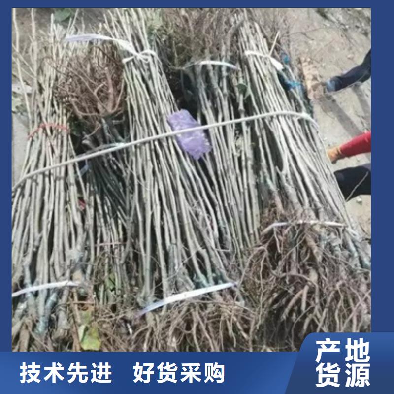 板栗苗梨树苗高质量高信誉