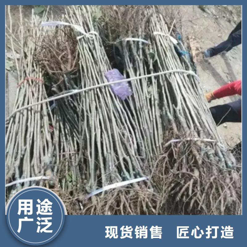 板栗苗葡萄苗大厂生产品质