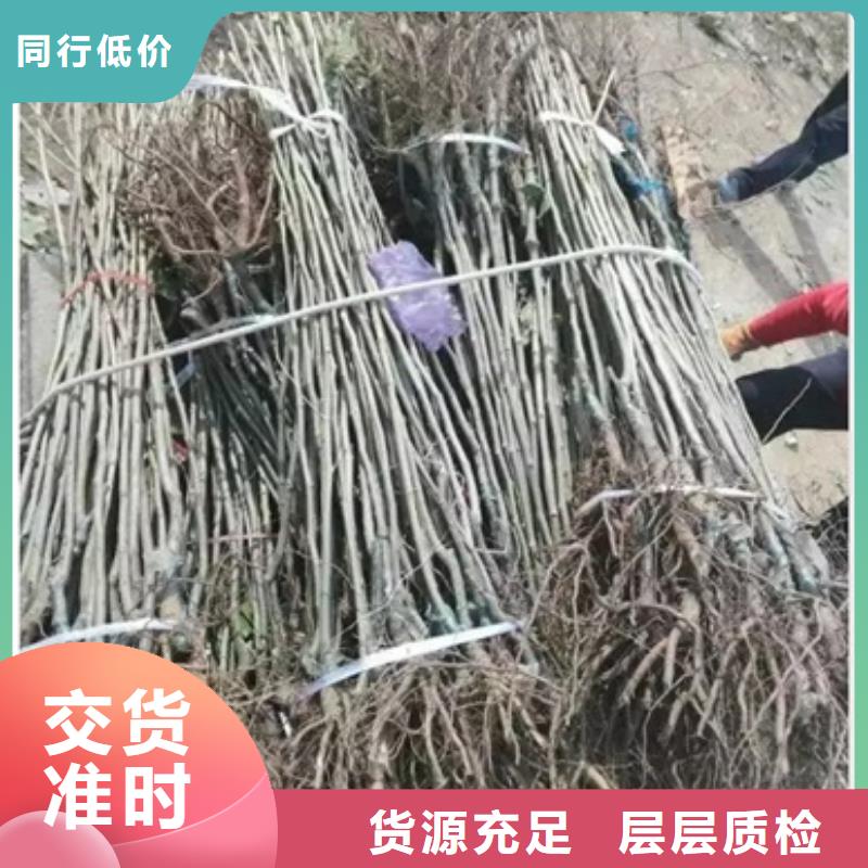 板栗苗,梨树苗海量货源