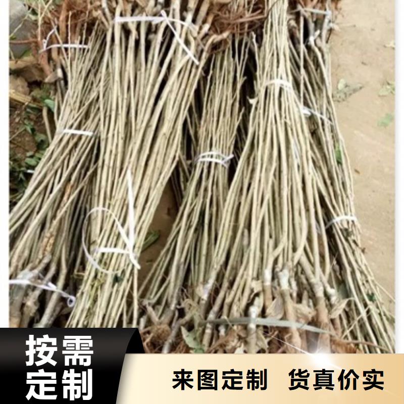 板栗苗李子苗自主研发
