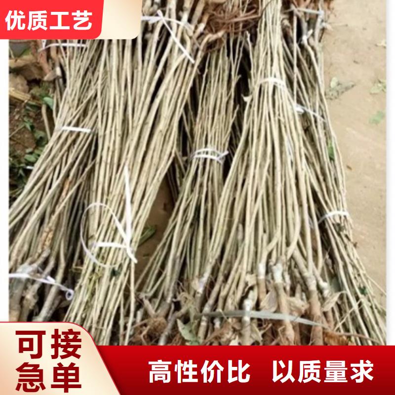 板栗苗_桃树苗款式多样