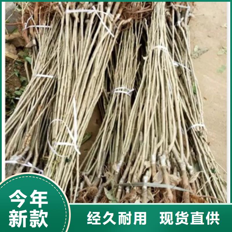 板栗苗蓝莓苗分类和特点