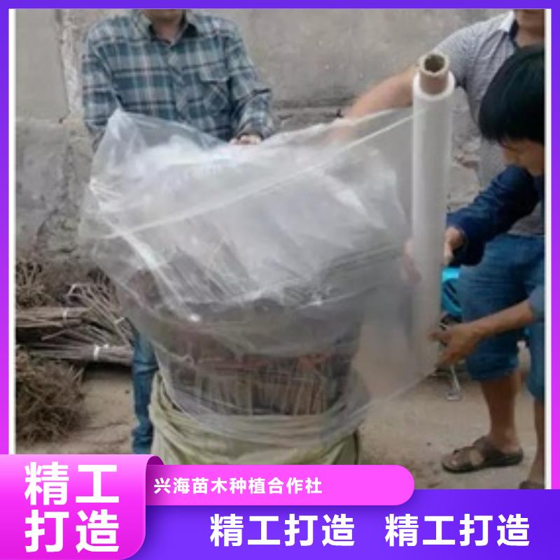板栗苗李子苗自主研发