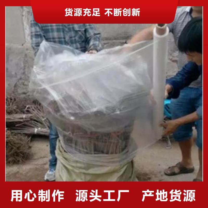 板栗苗蓝莓苗分类和特点