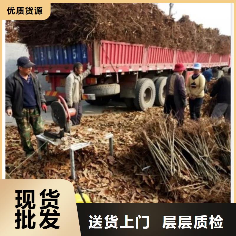 板栗苗梨树苗高质量高信誉