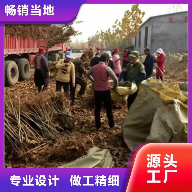 板栗苗李子苗自主研发