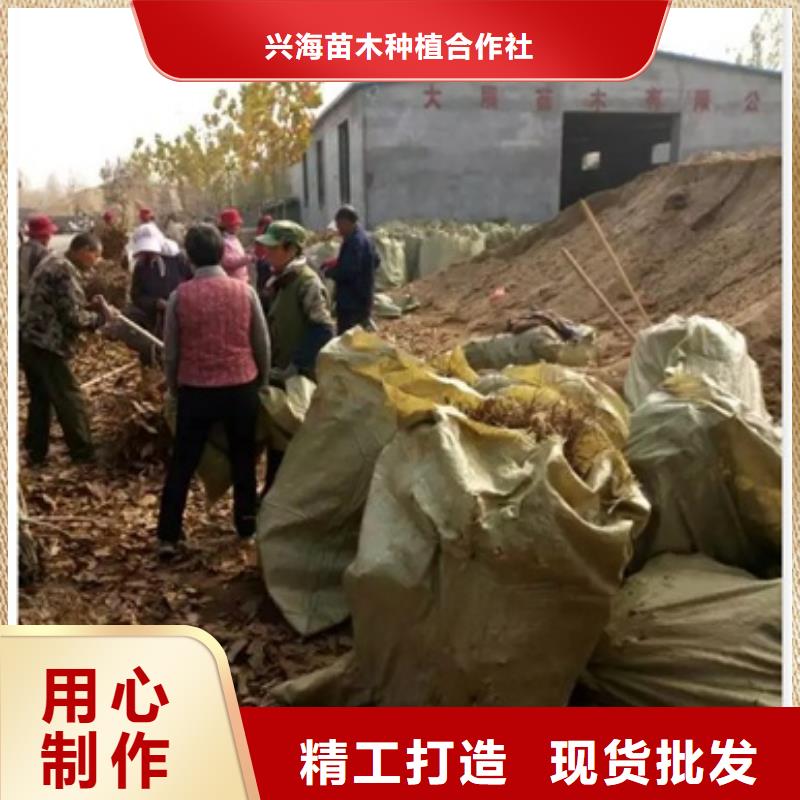 【板栗苗】桃树苗厂诚信经营