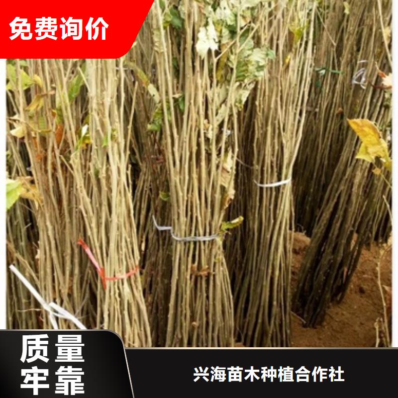 板栗苗_桃树苗款式多样