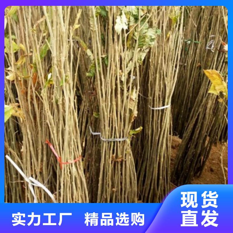 板栗苗-蓝莓苗生产经验丰富