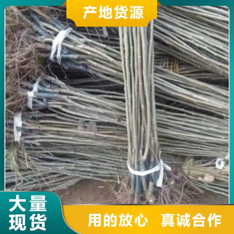 板栗苗厂家直销值得选择