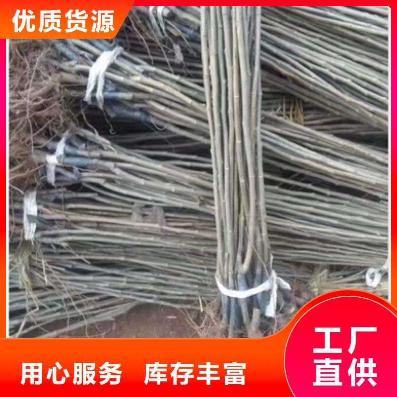 【板栗苗梨树苗厂家现货批发】