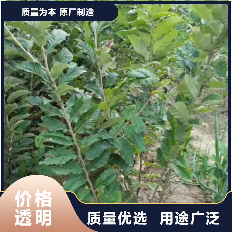 【板栗苗梨树苗厂家现货批发】