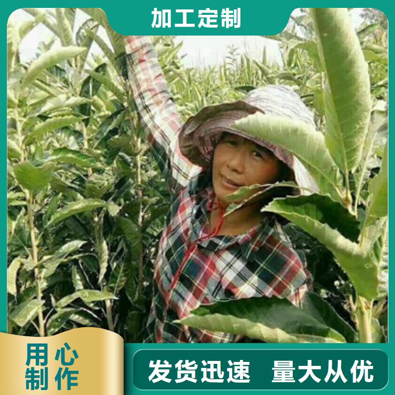 板栗苗厂家直销值得选择