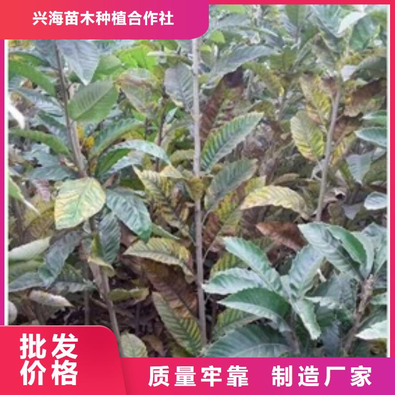 板栗苗桃树苗专业供货品质管控