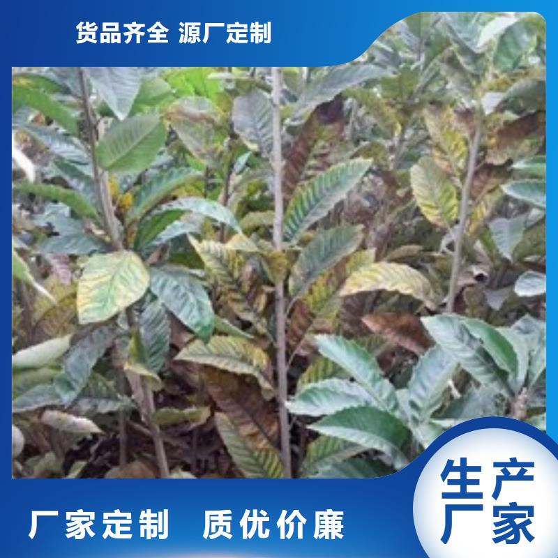 板栗苗葡萄苗大厂生产品质