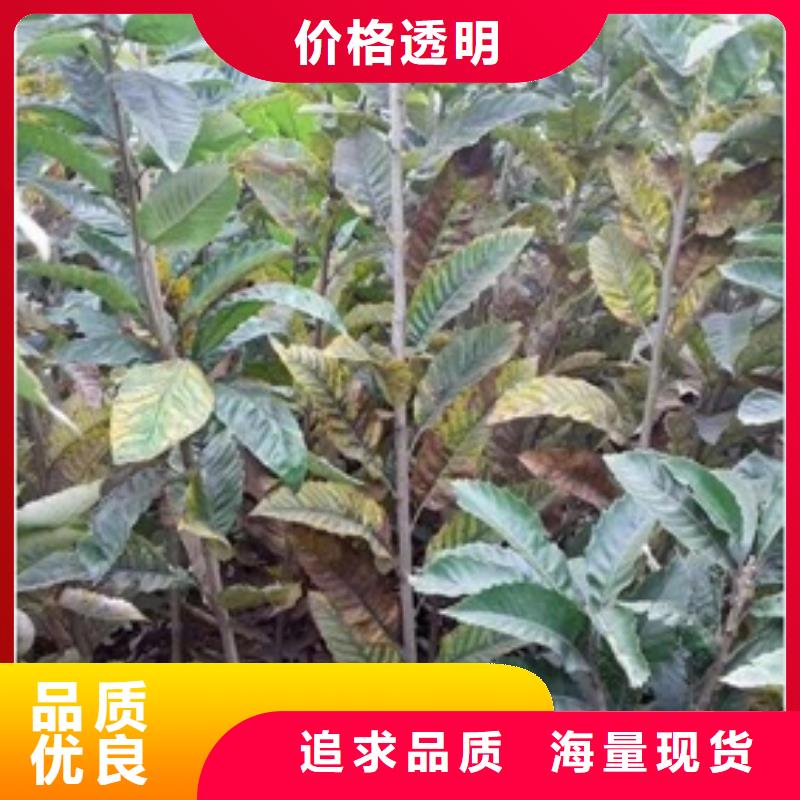 板栗苗梨树苗来图加工定制