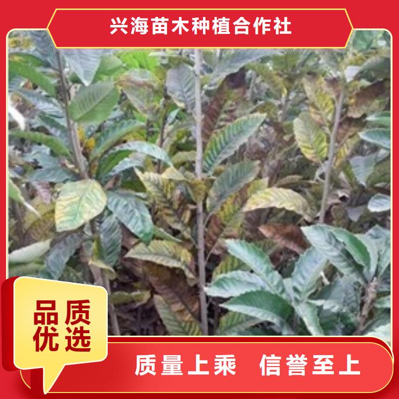 【板栗苗梨树苗厂家现货批发】