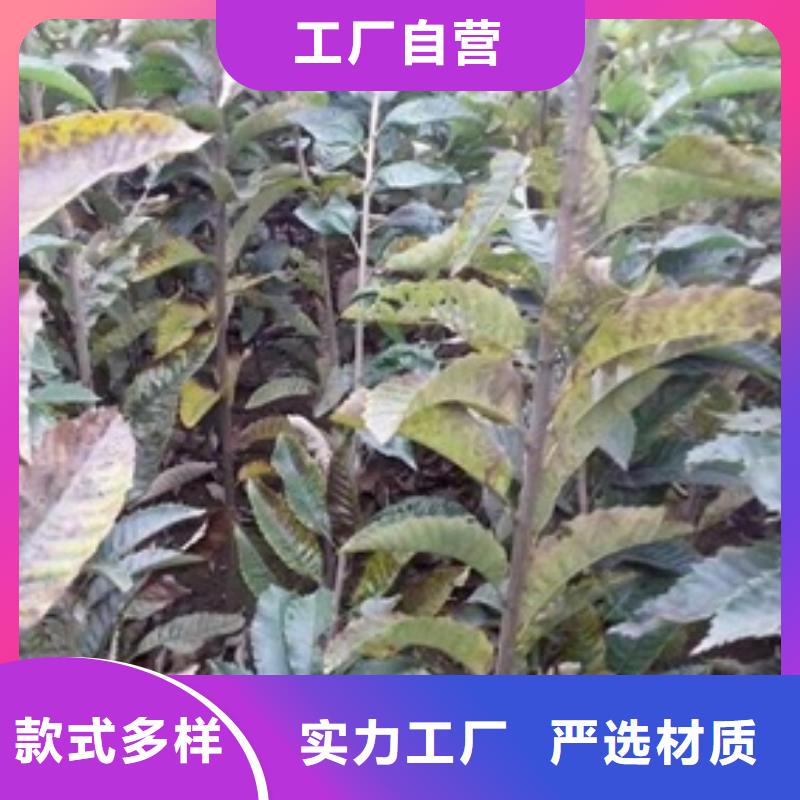 板栗苗花椒苗厂家拥有先进的设备