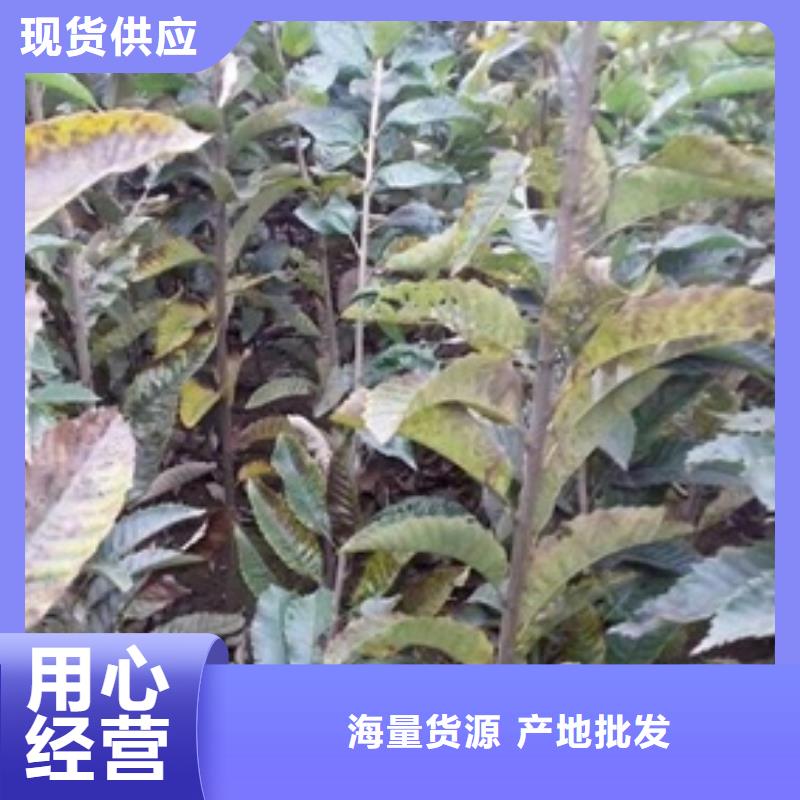 板栗苗,梨树苗海量货源