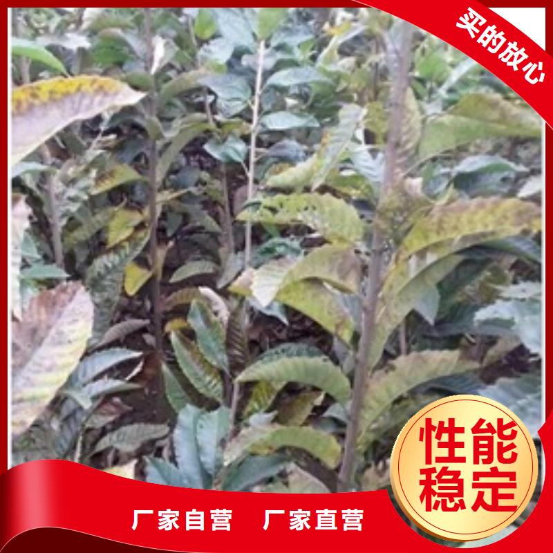 板栗苗-蓝莓苗生产经验丰富