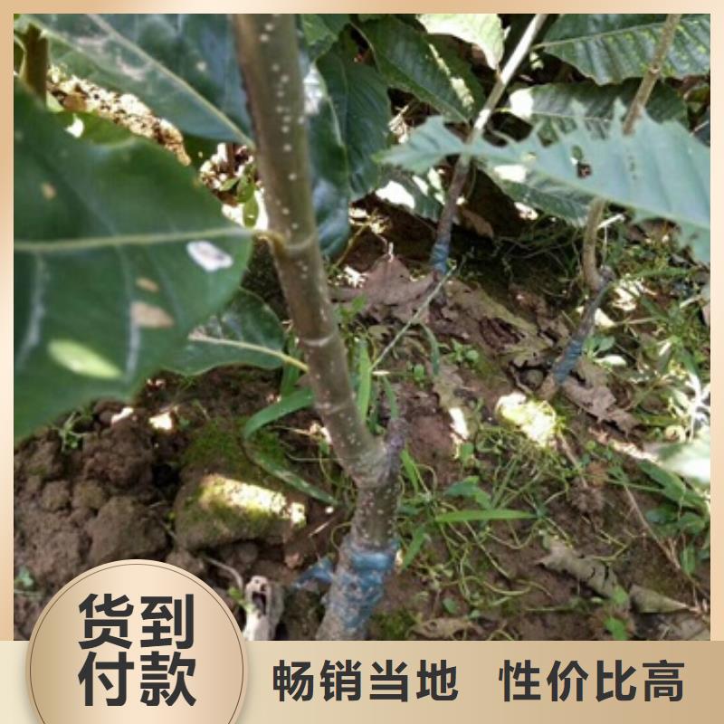板栗苗优选厂商