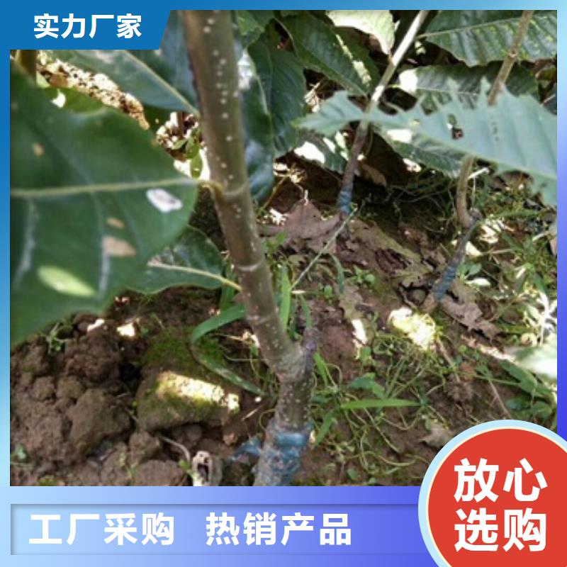板栗苗花椒苗厂家拥有先进的设备
