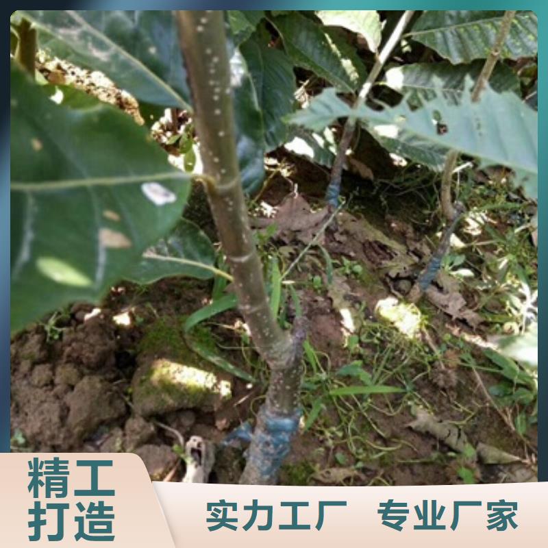 板栗苗-蓝莓苗生产经验丰富