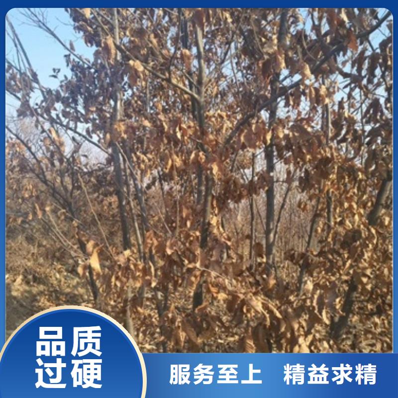板栗苗李子苗自主研发