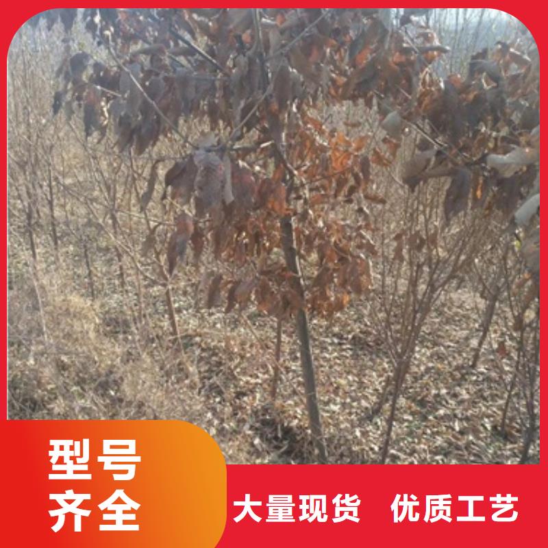 【板栗苗梨树苗厂家现货批发】