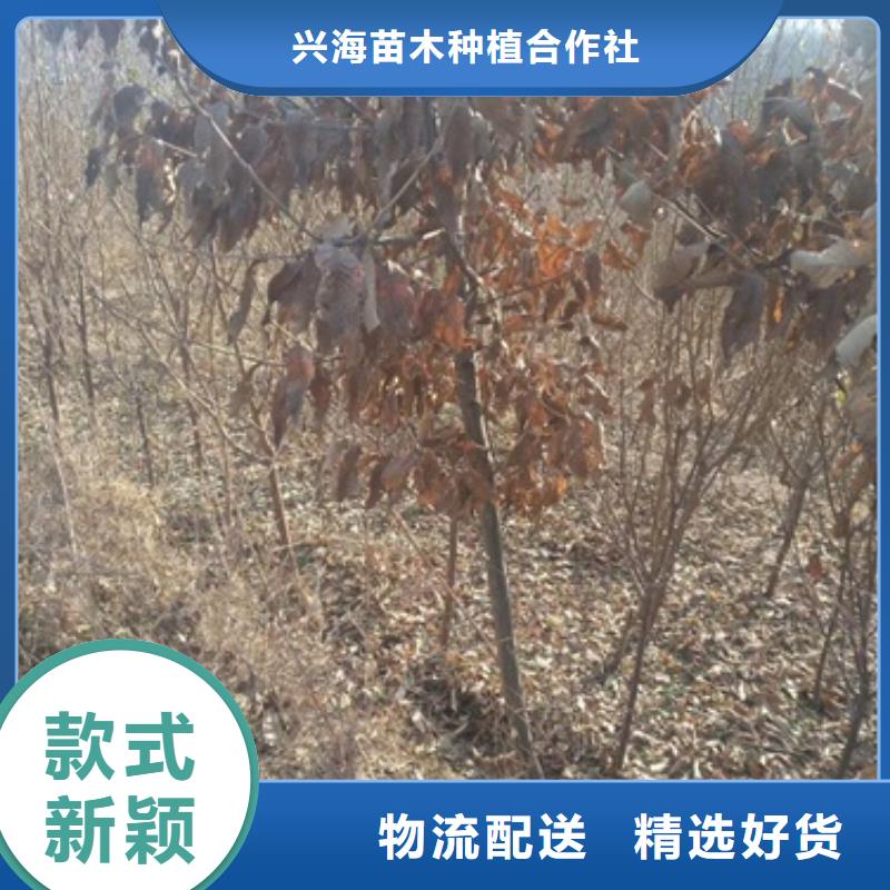板栗苗桃树苗专业供货品质管控