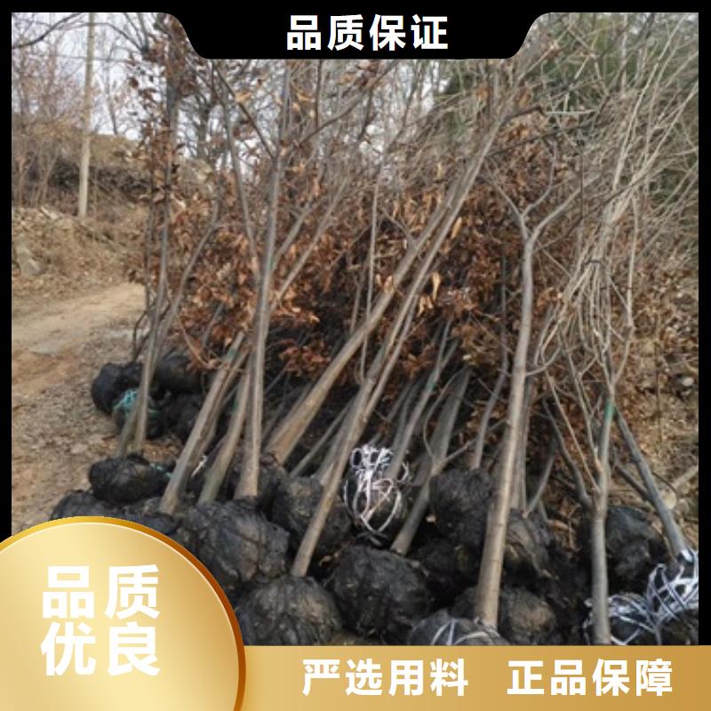 板栗苗【李子苗】实地大厂